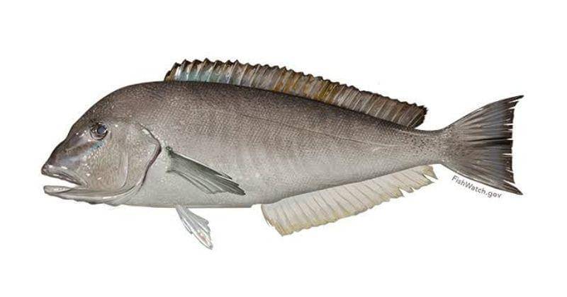 Dok. Mid-Atlantic Fishery Management Council